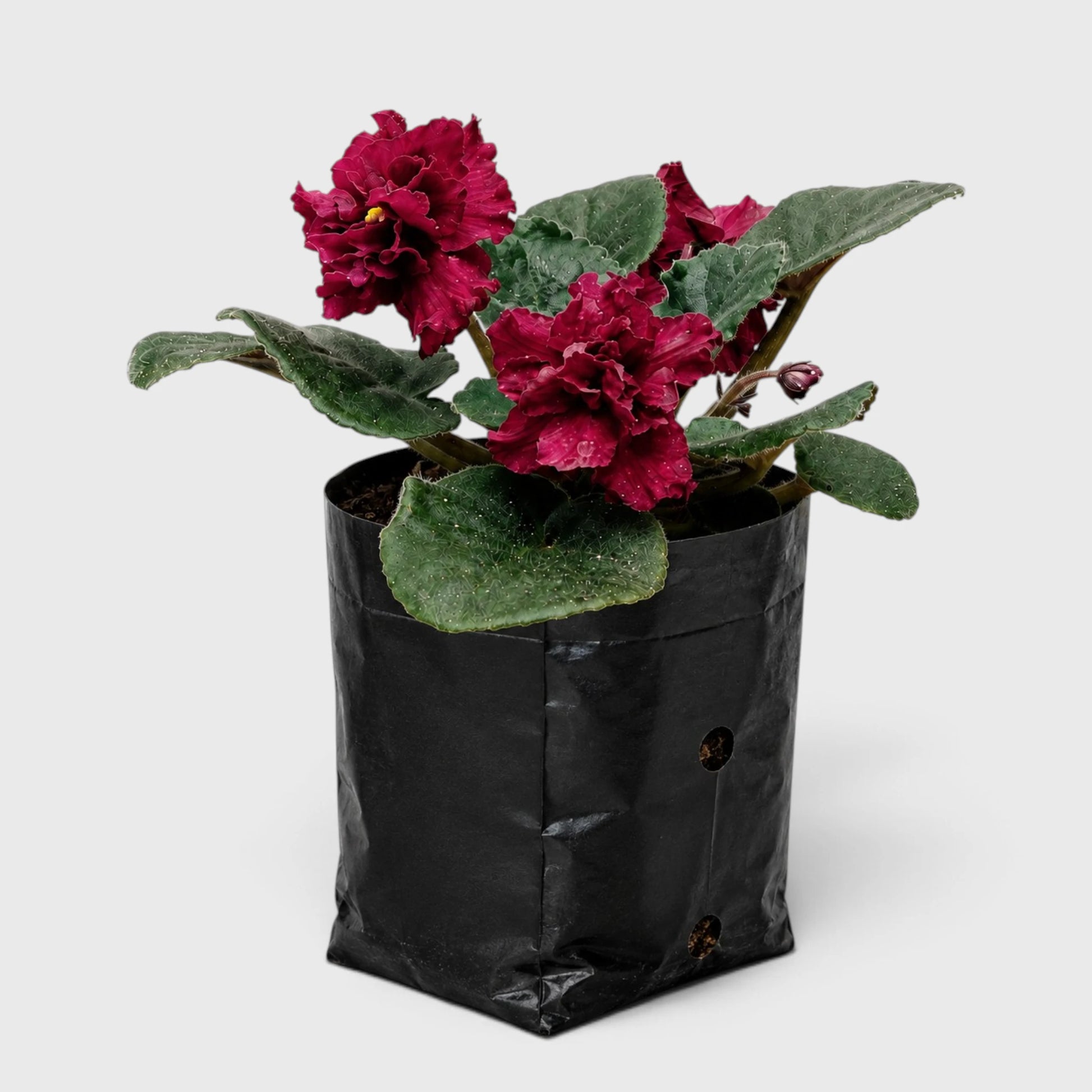 African Violet Red Flower (Saintpaulia) – Mature Flowering Indoor Plant