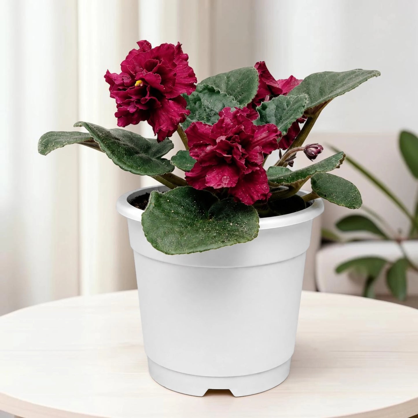 African Violet Red Flower (Saintpaulia) – Mature Flowering Indoor Plant