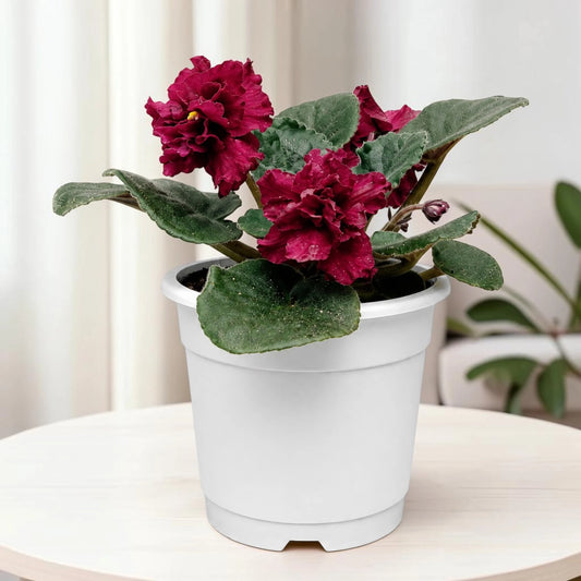 African Violet Red Flower (Saintpaulia) – Mature Flowering Indoor Plant