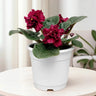 African Violet Red Flower (Saintpaulia) – Mature Flowering Indoor Plant