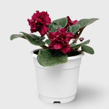 African Violet Red Flower (Saintpaulia) – Mature Flowering Indoor Plant