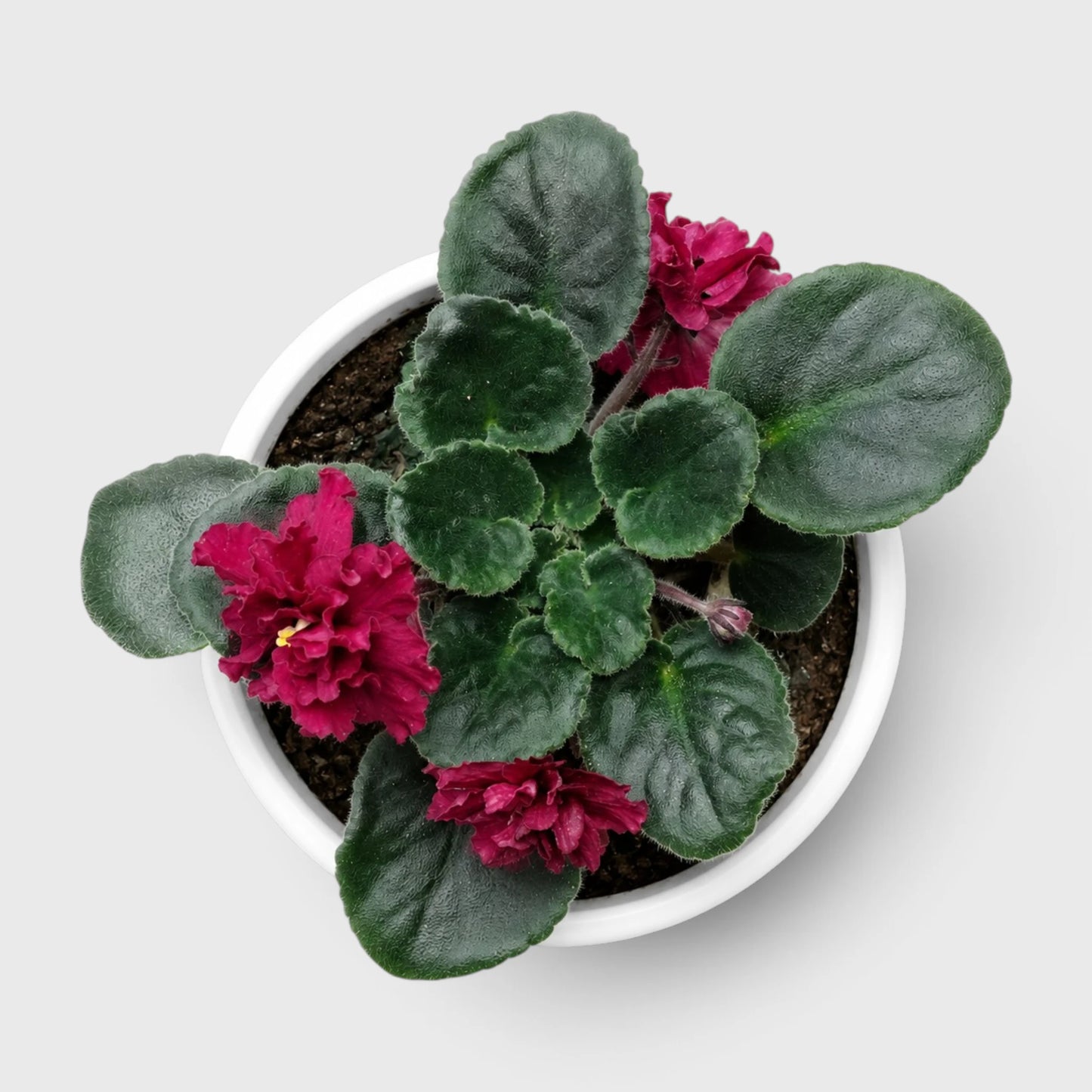 African Violet Red Flower (Saintpaulia) – Mature Flowering Indoor Plant