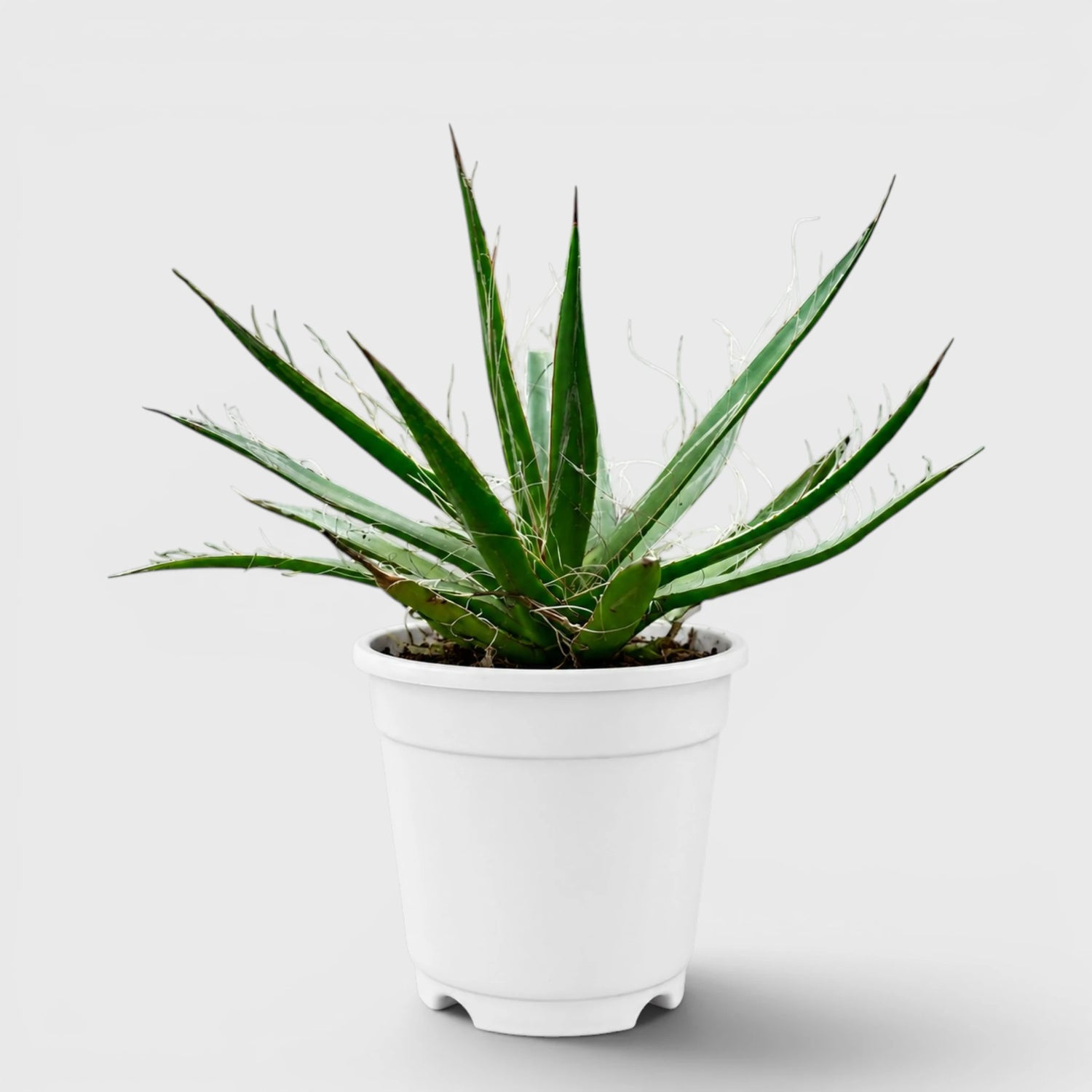 Thread Agave (Agave filifera) | Rare Big Well Rooted Mature Architectural Succulent
