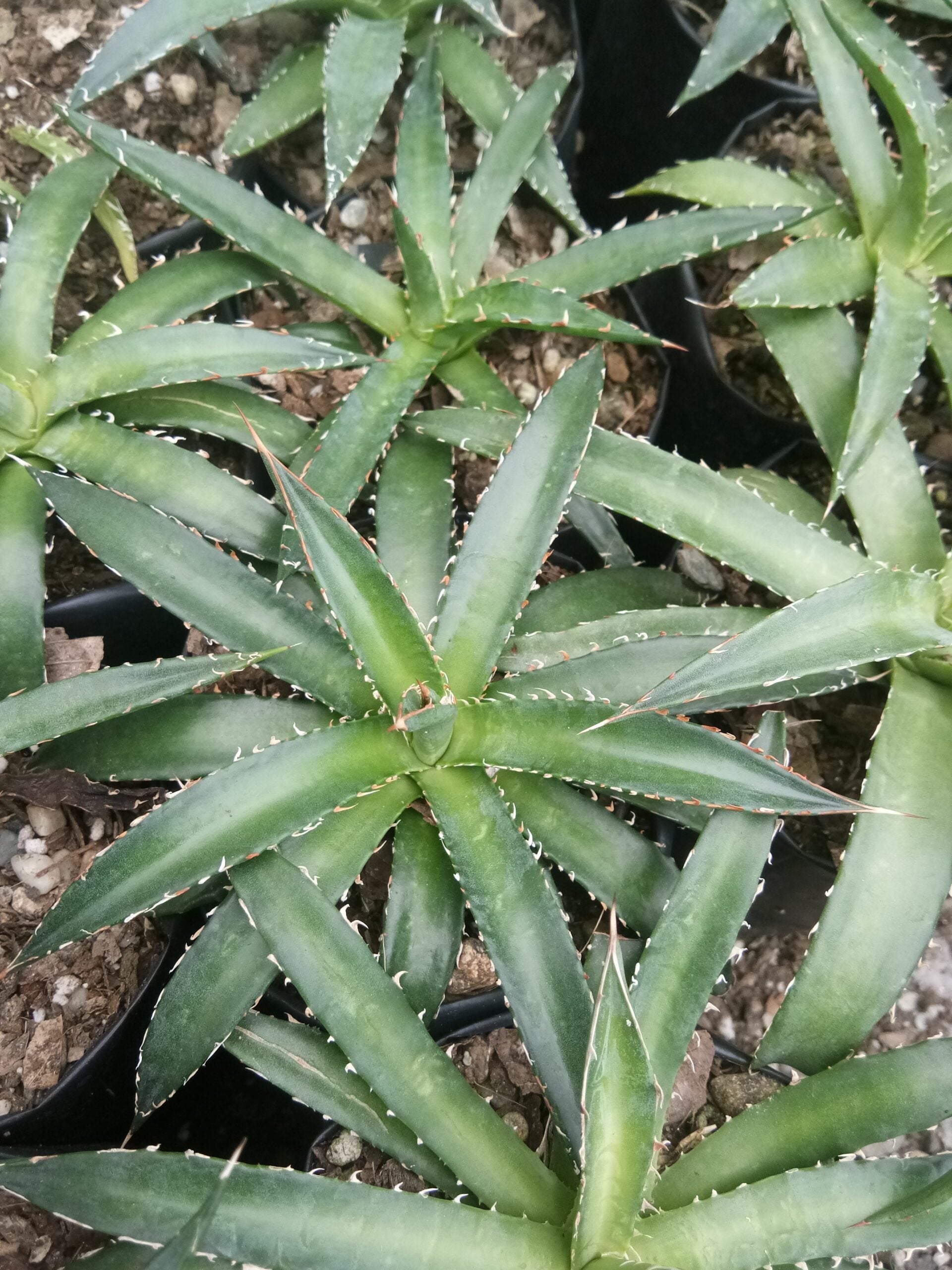 Agave Horrida Perotensis : Available Now at Frek - My Store