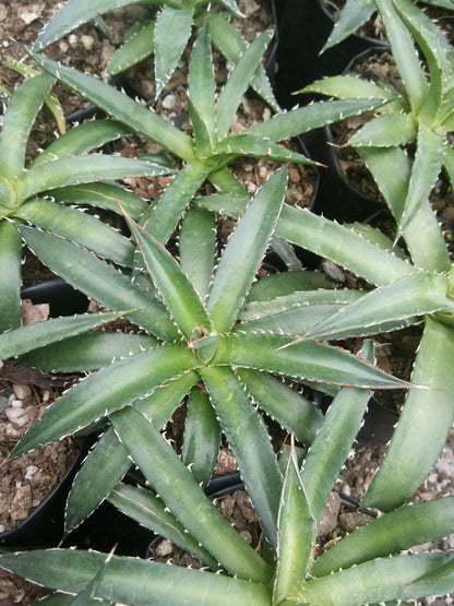 Agave Horrida Perotensis : Available Now at Frek - My Store