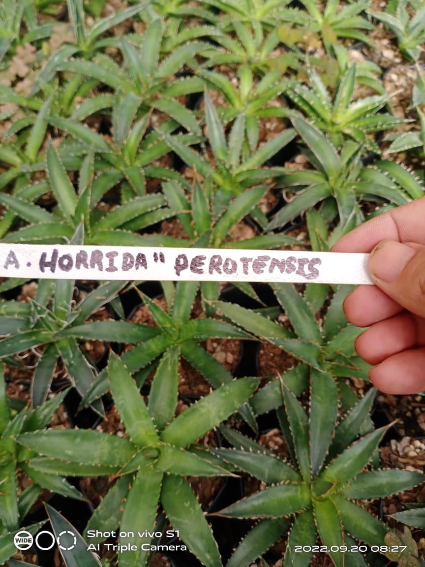 Agave Horrida Perotensis : Available Now at Frek - My Store