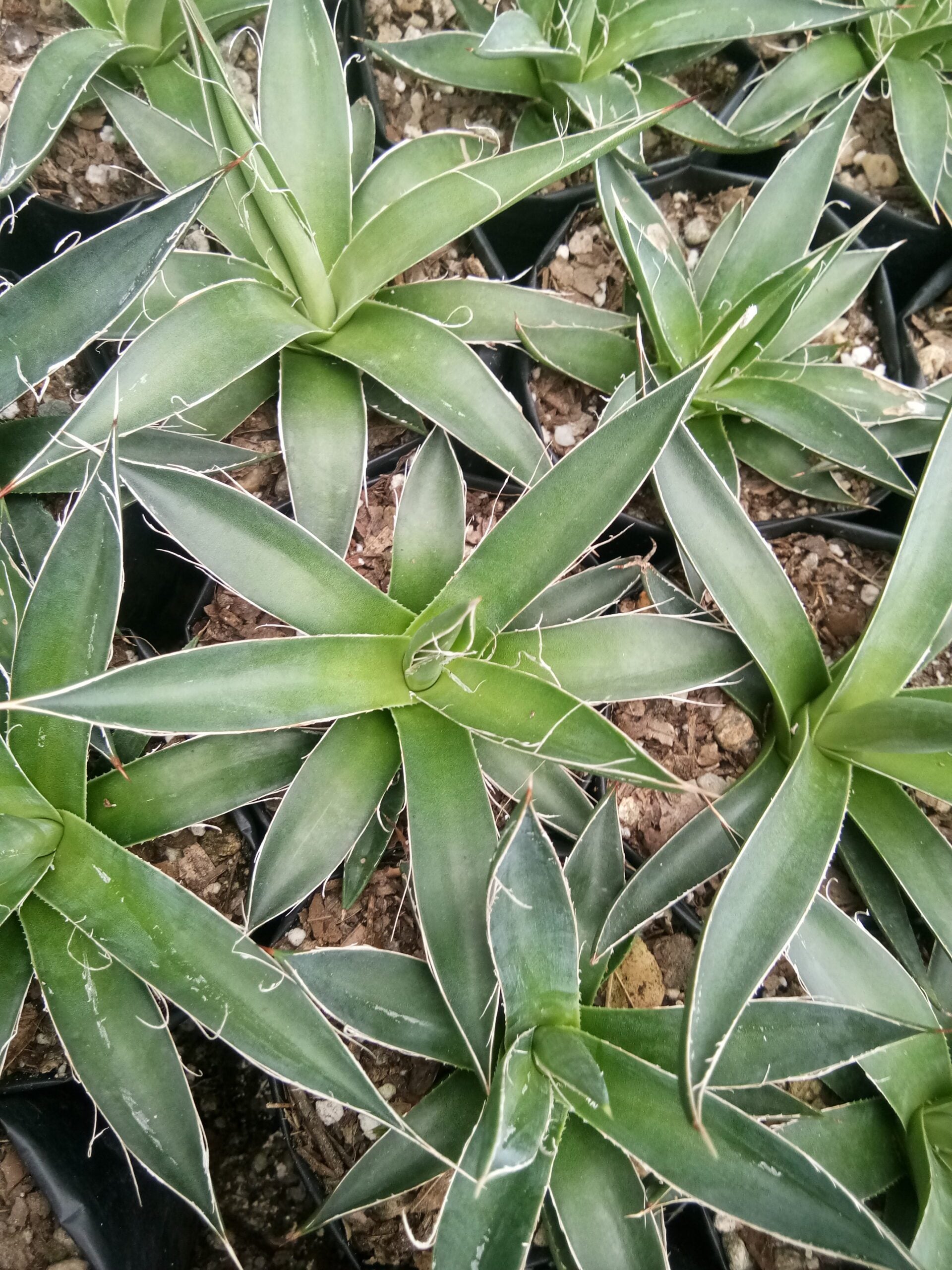 Agave Horrida Perotensis : Available Now at Frek - My Store