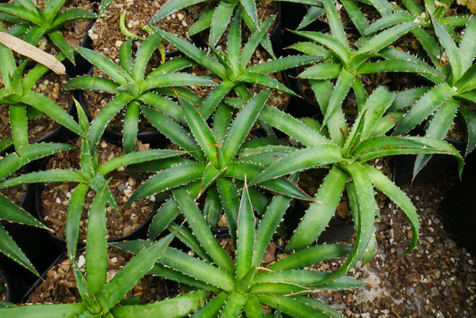 Agave Horrida Perotensis : Available Now at Frek - My Store
