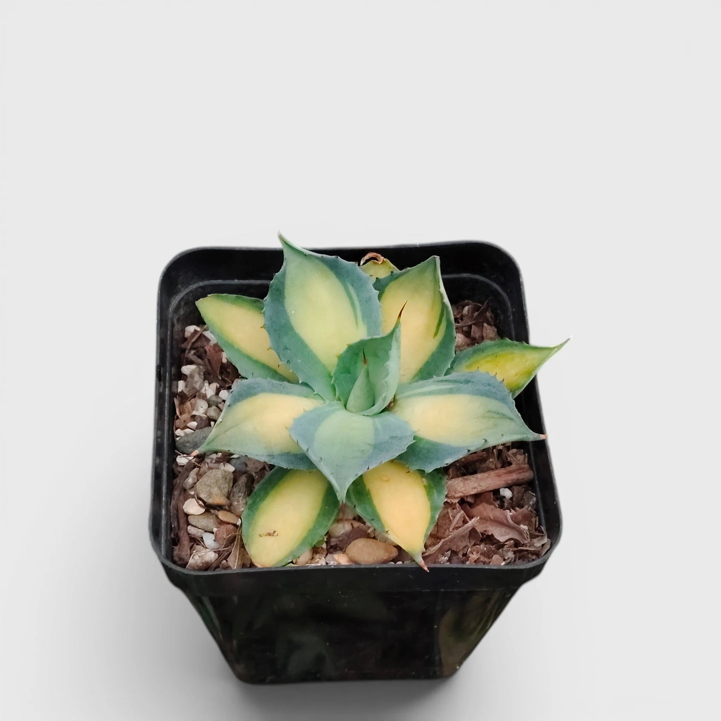 Rare Agave Rum Runner Isthmensis Variegated | Collector Succulent Plant