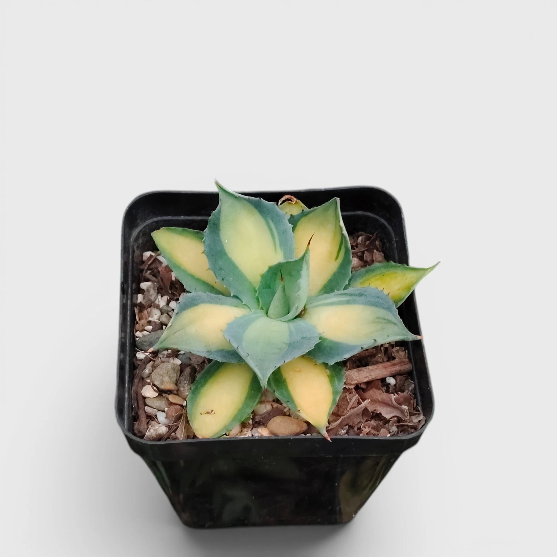 Rare Agave Rum Runner Isthmensis Variegated | Collector Succulent Plant