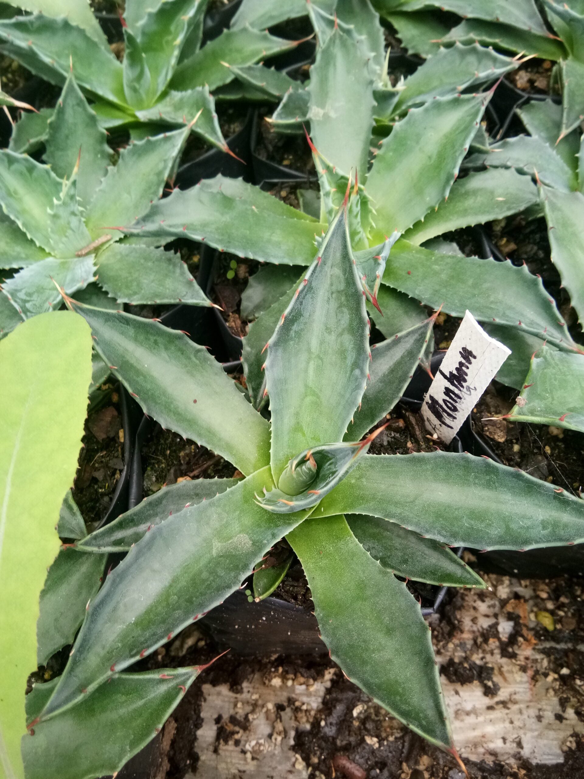 Agave Montana : Shop for Premium Quality at Frek! - My Store