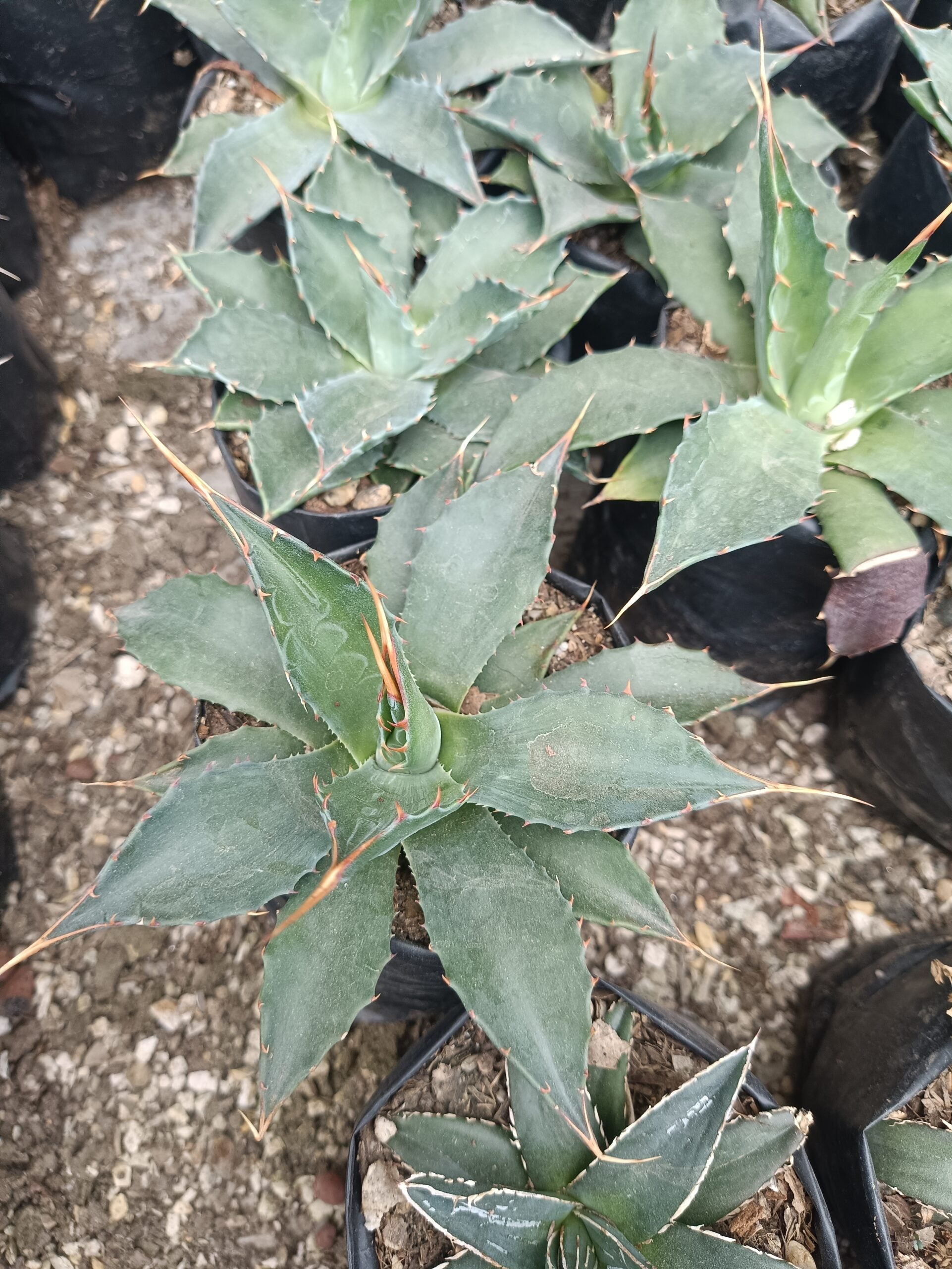 Agave Montana : Shop for Premium Quality at Frek! - My Store