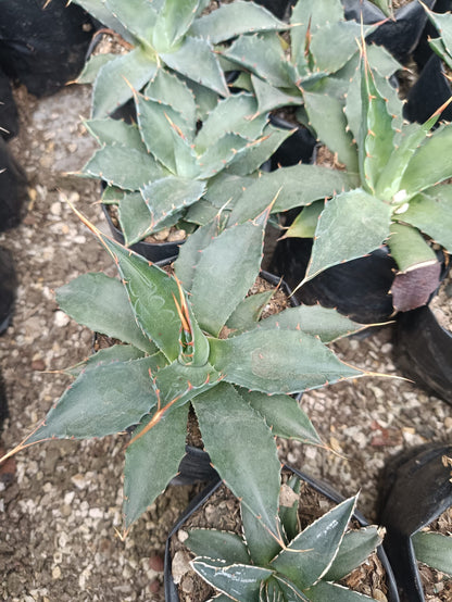 Agave Montana : Shop for Premium Quality at Frek! - My Store