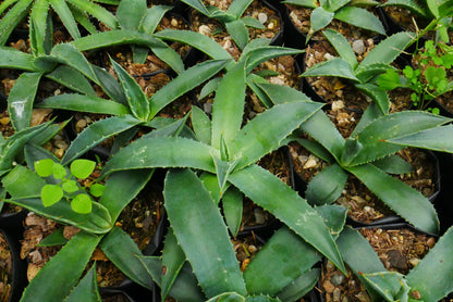 Agave Montana : Shop for Premium Quality at Frek! - My Store