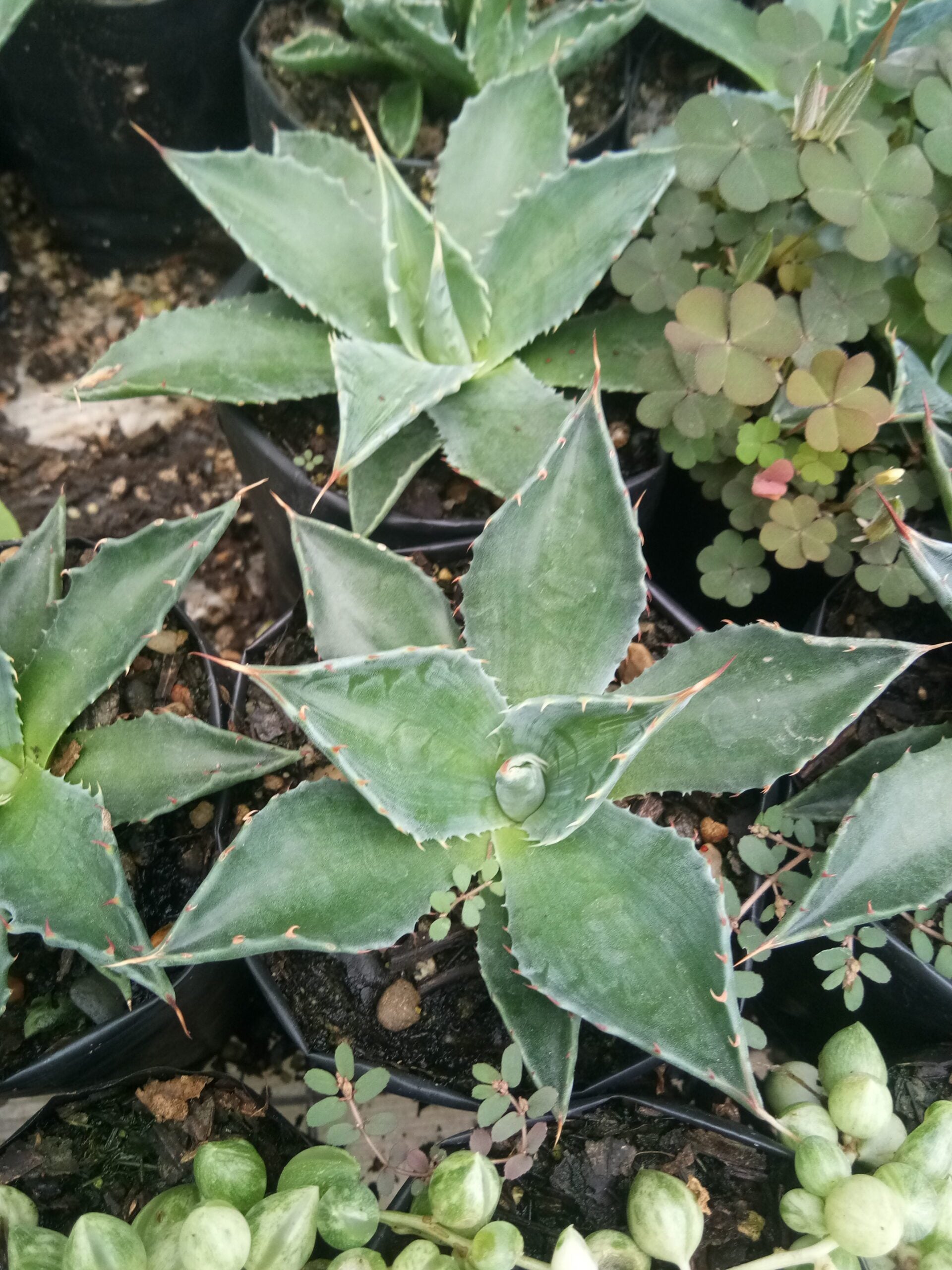 Agave Montana : Shop for Premium Quality at Frek! - My Store