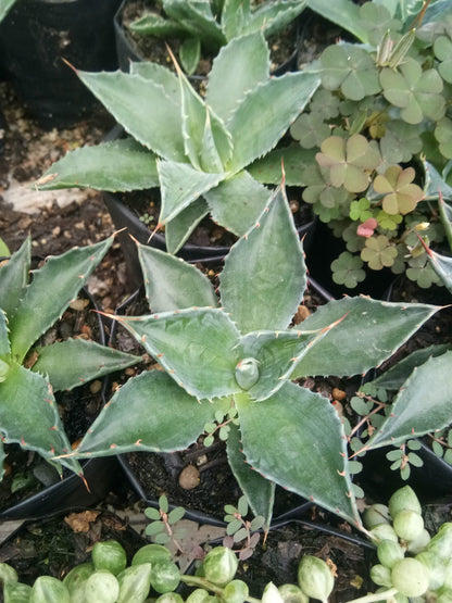 Agave Montana : Shop for Premium Quality at Frek! - My Store
