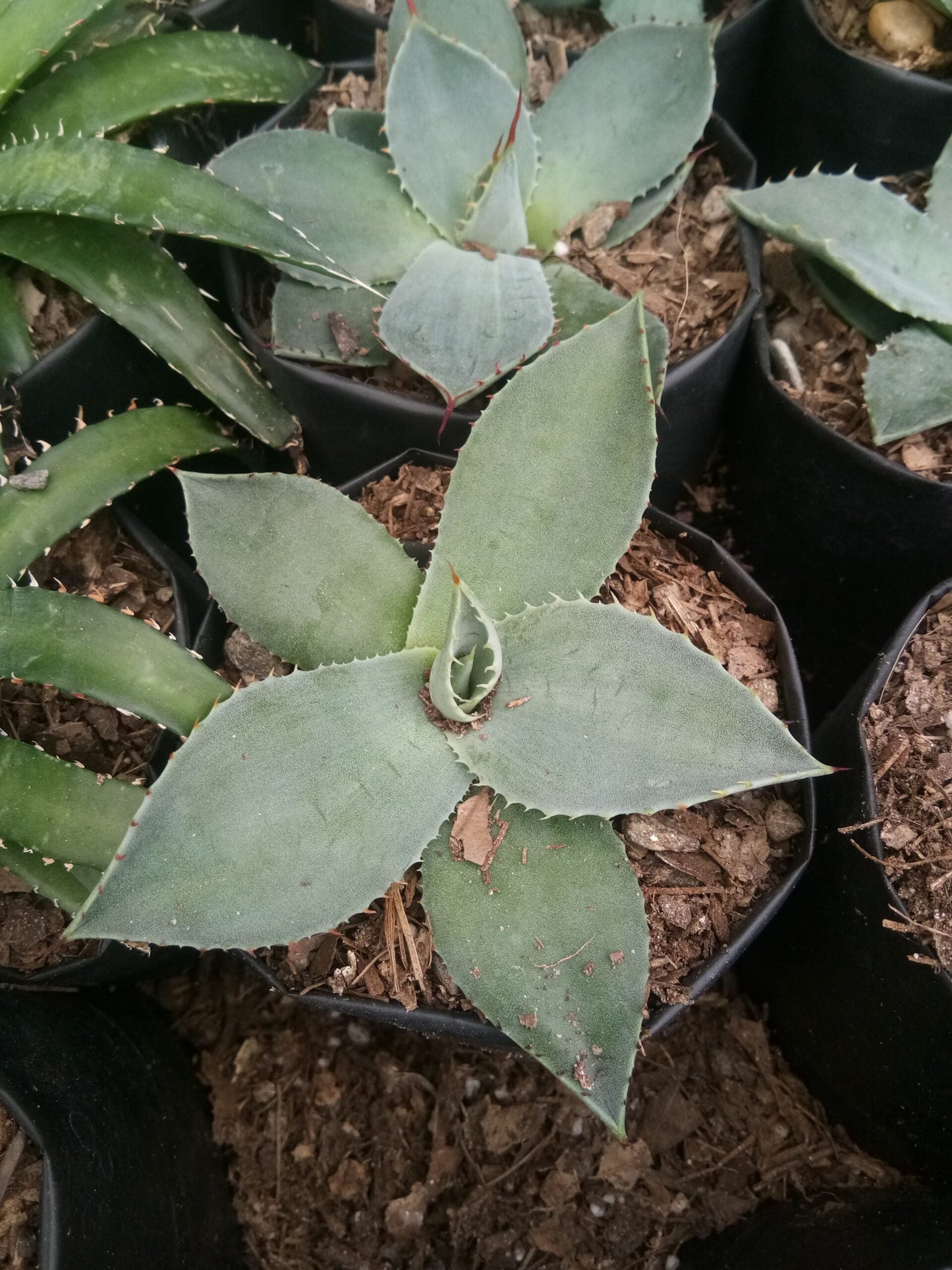 Agave Parryi Chihuahua: Available now at Frek - My Store