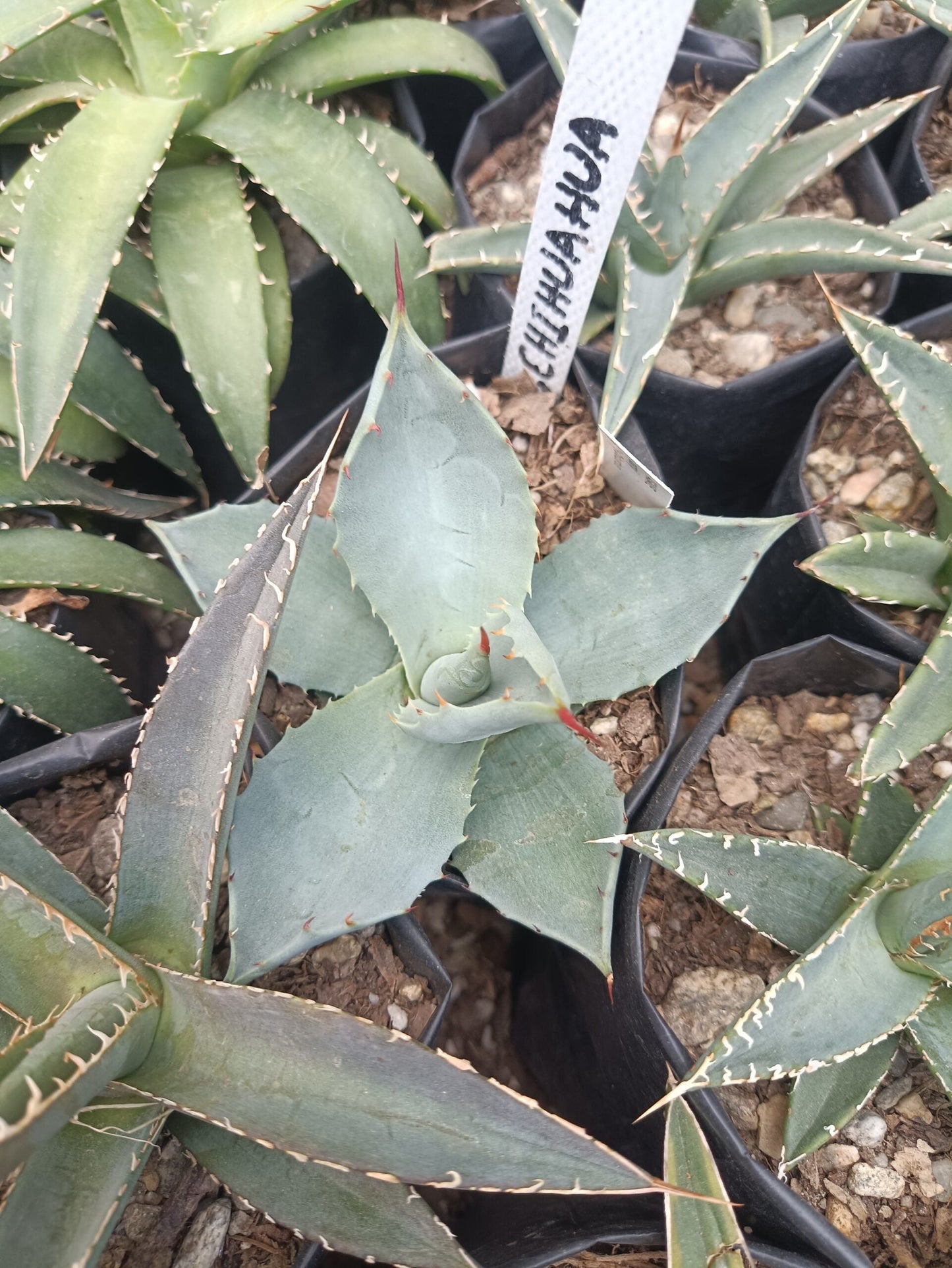 Agave Parryi Chihuahua: Available now at Frek - My Store