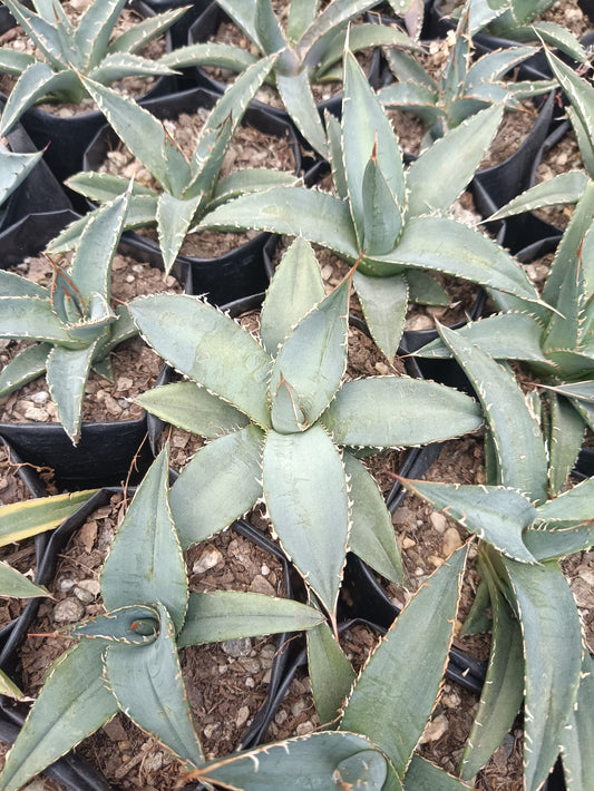 Agave Parryi Chihuahua: Available now at Frek - My Store