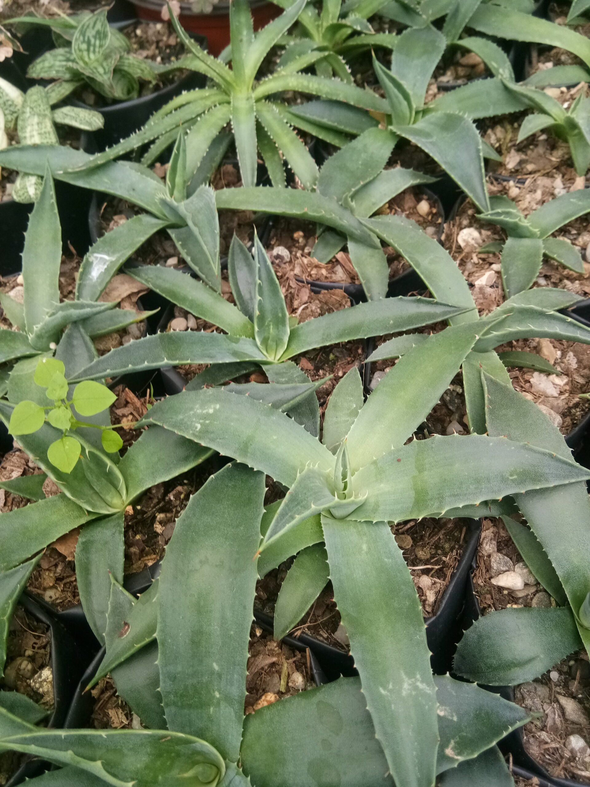 Agave Parryi V Choosi: Shop now at Frek - My Store