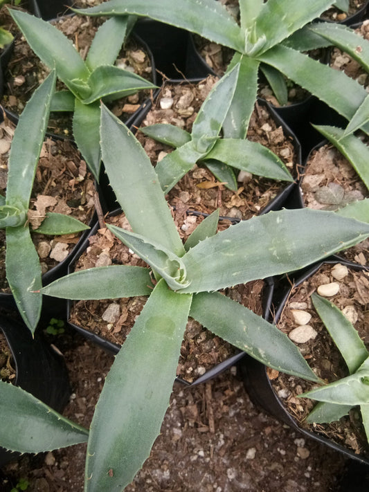 Agave Parryi V Choosi: Shop now at Frek - My Store