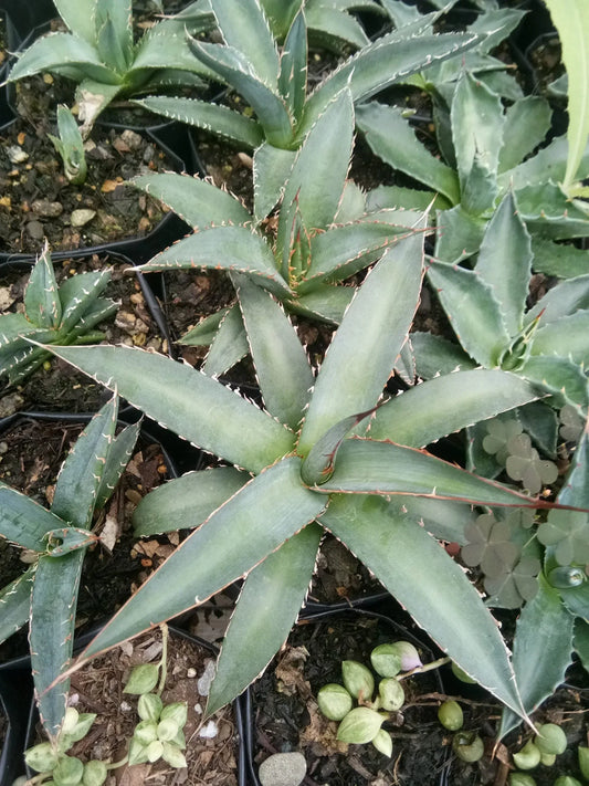 Agave purpusorum – Compact Sculptural Succulent for Modern Indoor & Outdoor Spaces – Bare-Rooted - Frek