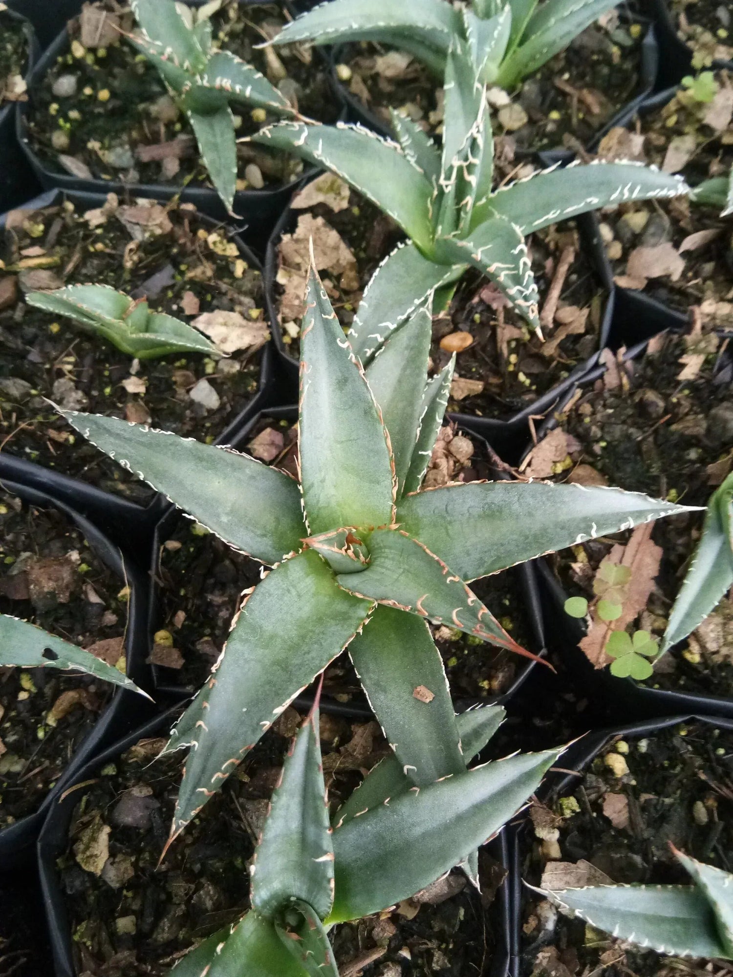 Agave purpusorum – Compact Sculptural Succulent for Modern Indoor & Outdoor Spaces – Bare-Rooted