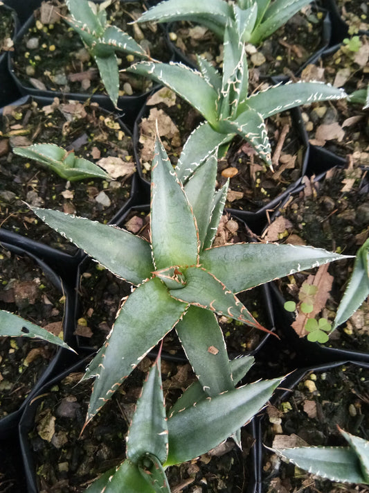 Agave Purpusorum: Available now at Frek - My Store