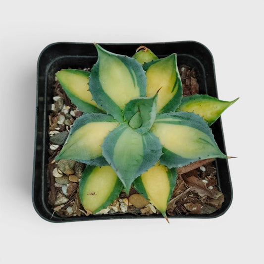 Rare Agave Rum Runner Isthmensis Variegated | Collector Succulent Plant