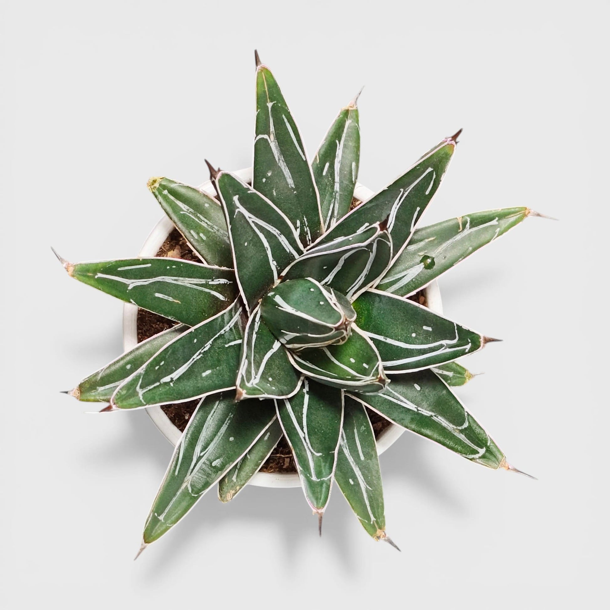 Agave Victoria Reginae variegated succulent plant