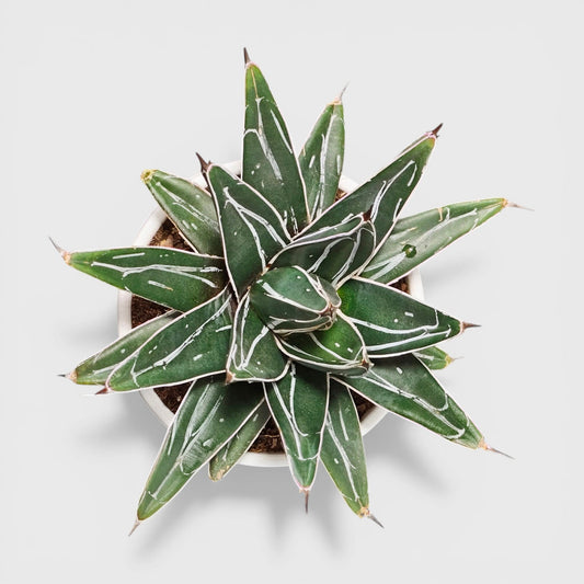 Agave Victoria Reginae variegated succulent plant