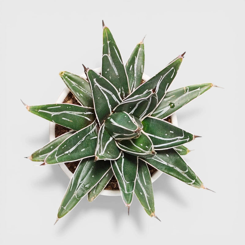 Agave Victoria Reginae Variegated – Rare Premium Succulent | Bare Rooted