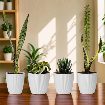 Rare Air Purifying Indoor Plants Collection | 4 Well Rooted House Plants