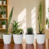 Rare Air Purifying Indoor Plants Collection | 4 Well Rooted House Plants