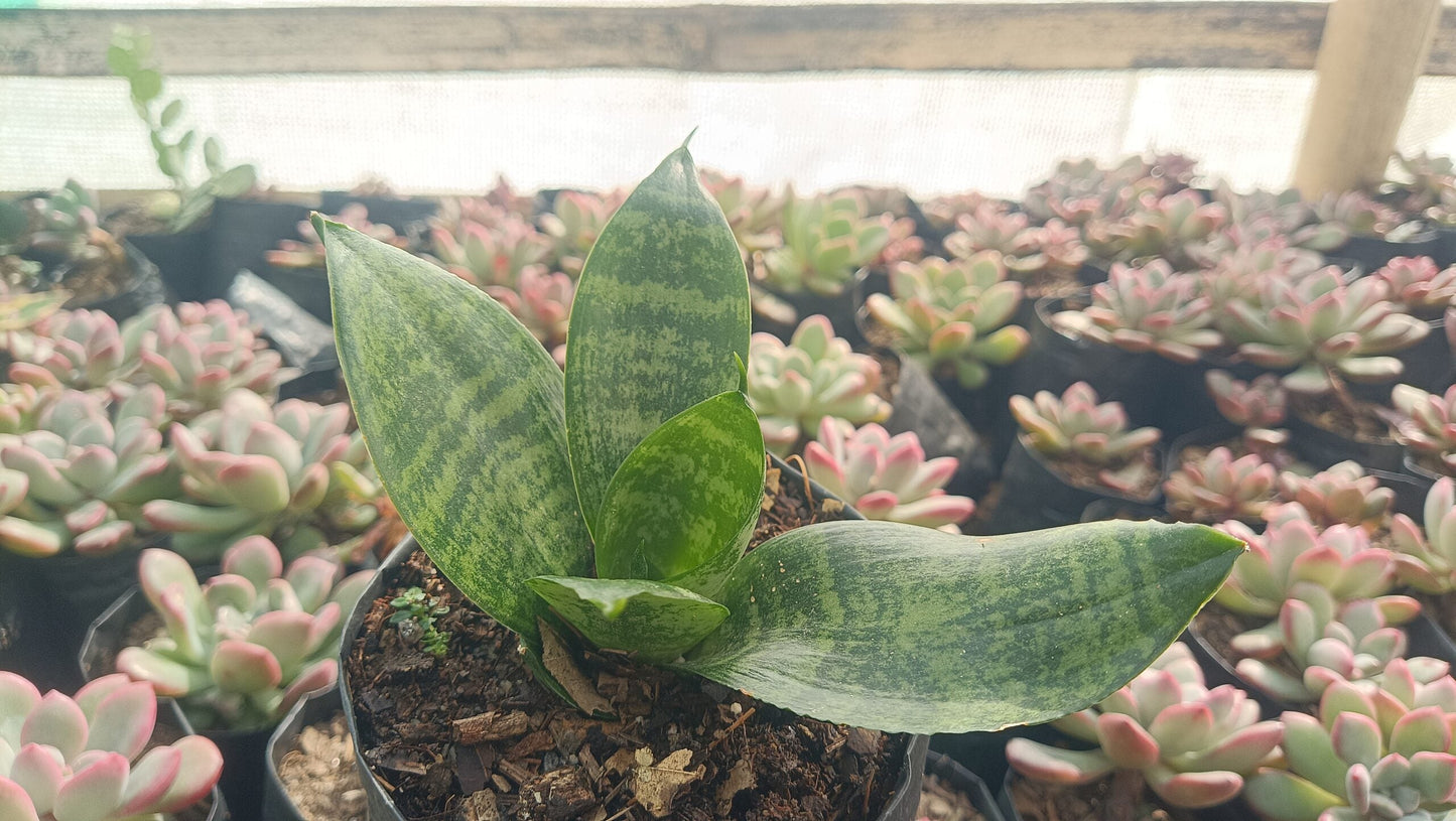 Air Purifying Snake Plant (Sansevieria Forest Star) – Perfect for Home, Office, and Bedroom Decor - My Store