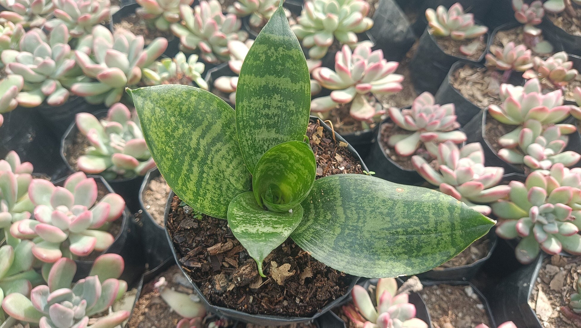 Air Purifying Snake Plant (Sansevieria Forest Star) – Perfect for Home, Office, and Bedroom Decor - My Store