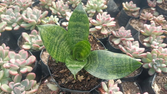 Air Purifying Snake Plant (Sansevieria Forest Star) – Perfect for Home, Office, and Bedroom Decor - My Store