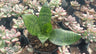 Air Purifying Snake Bare-Rooted Plant (Sansevieria Forest Star) – Perfect for Home, Office, and Bedroom Decor