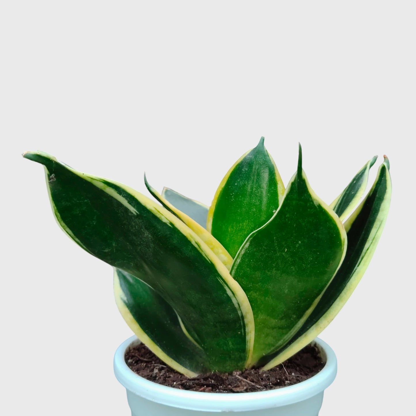 Air purifying Sansevieria Dwarf Marginata