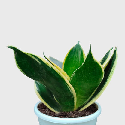 Air purifying Sansevieria Dwarf Marginata