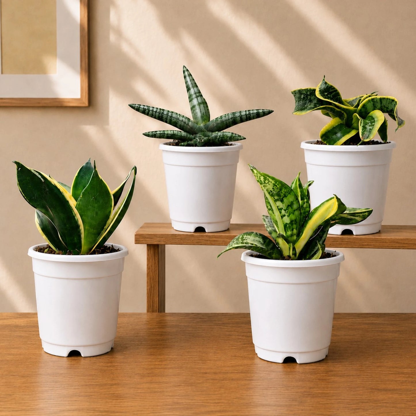 Air purifying Snake Plants collection of four well rooted plants