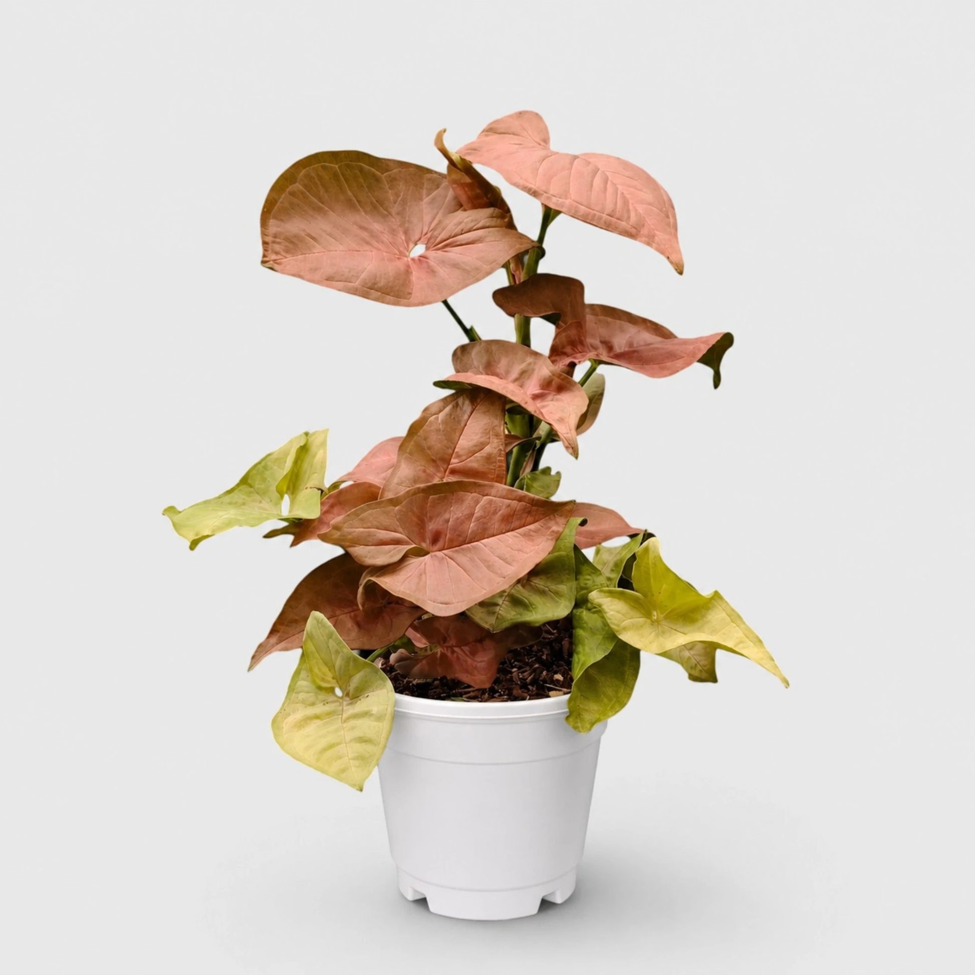Syngonium Pink – Pink Arrowhead Plant | Easy Care Indoor Foliage Plant | Perfect for Home Decor
