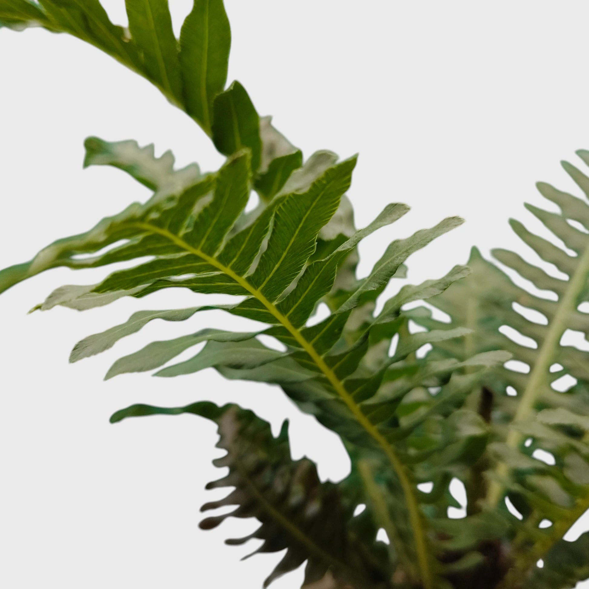 Tree Fern – Tropical Air Purifying Evergreen Foliage Plant for Indoor & Outdoor Spaces