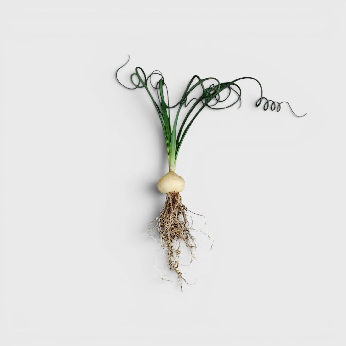 Albuca Spiralis Frizzle Sizzle-Exotic Rare Succulent Plant | Spiral Bulb Plant
