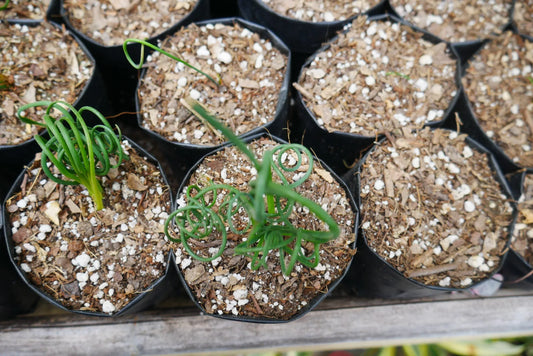 Albuca Spiralis Frizzle Sizzle-Exotic Rare Succulent Plant at Frek - Don't Miss Out! – Bare-Rooted - Frek