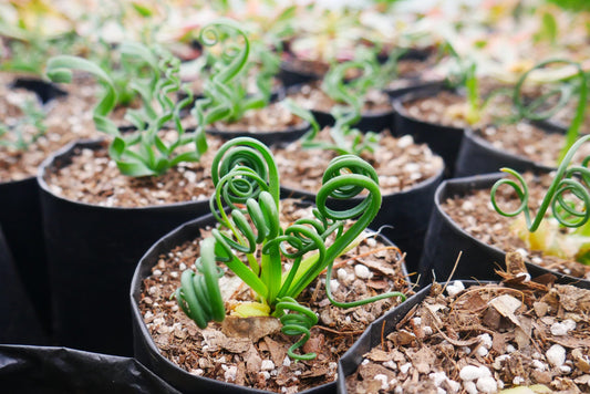 Albuca Spiralis Frizzle Sizzle - Exotic Rare Succulent Plant at Frek - Don't Miss Out! - My Store