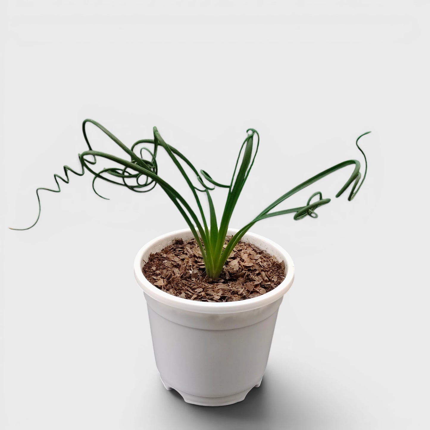 Albuca Spiralis Frizzle Sizzle-Exotic Rare Succulent Plant | Spiral Bulb Plant