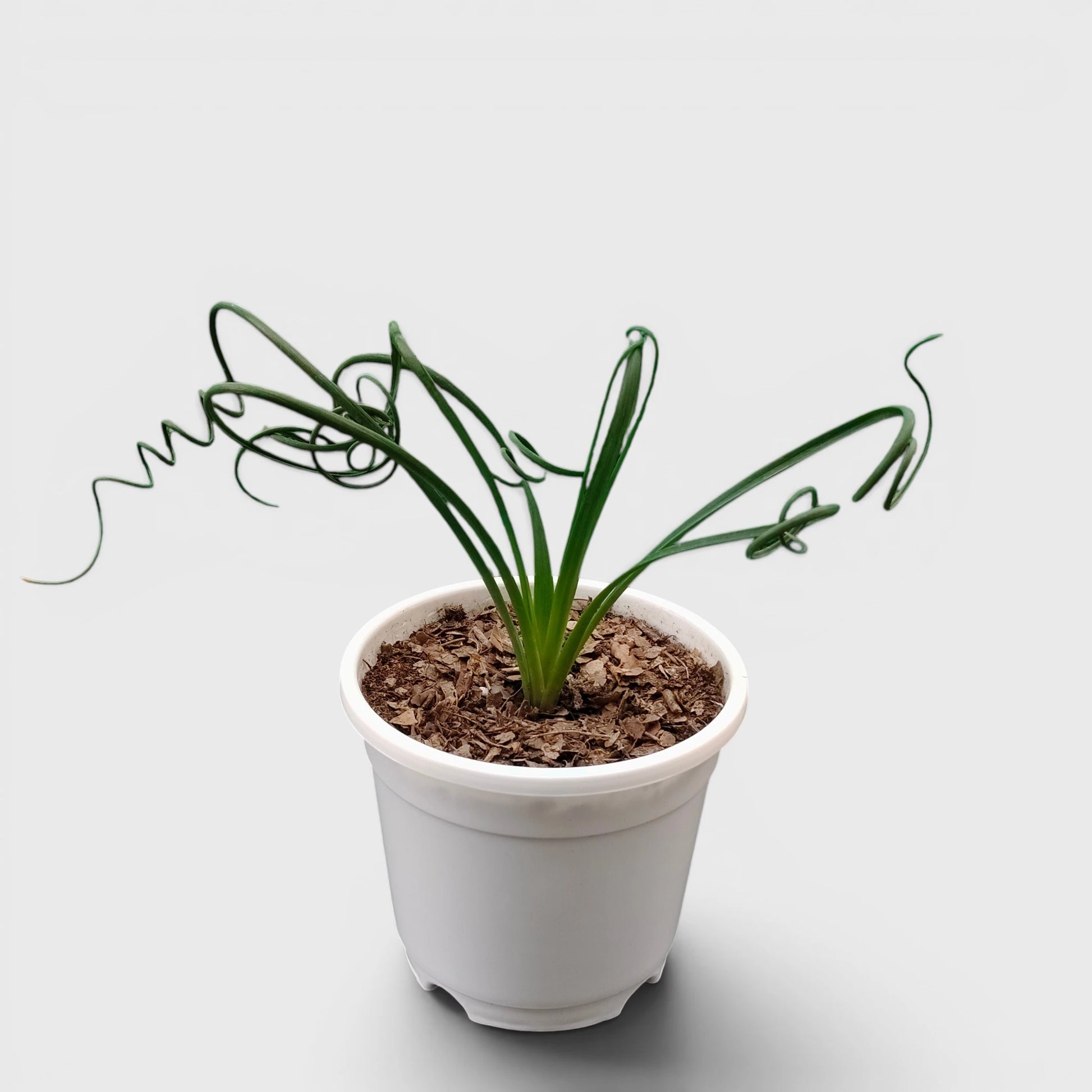 Albuca Spiralis Frizzle Sizzle-Exotic Rare Succulent Plant | Spiral Bulb Plant