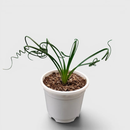 Albuca Spiralis Frizzle Sizzle-Exotic Rare Succulent Plant | Spiral Bulb Plant