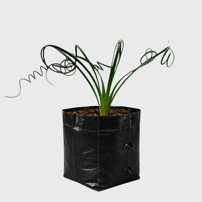 Albuca Spiralis Frizzle Sizzle-Exotic Rare Succulent Plant | Spiral Bulb Plant